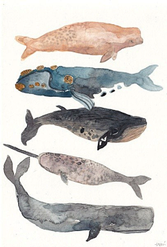 媛子弹采集到插画集