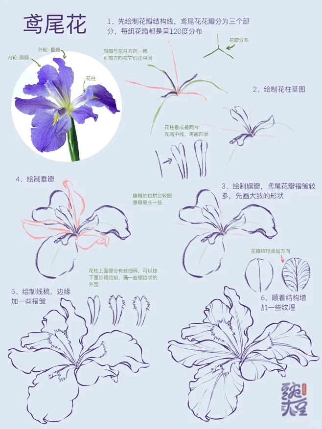 你们要的鸢尾花来啦 - 小红书-花瓣网