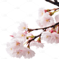 浪漫粉色樱花花朵