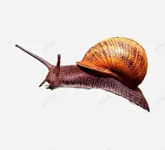 爬行的蜗牛高清素材 黑色 设计图片 免费下载 页面网页 平面电商 创意素材 png素材