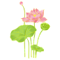 花瓣素材_荷花_48169442