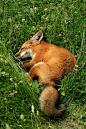 Sleeping Fox by slippay