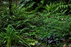 畅想菲采集到花镜专项-阴生花镜