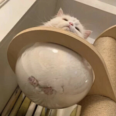 奶king采集到猫 狗热恋