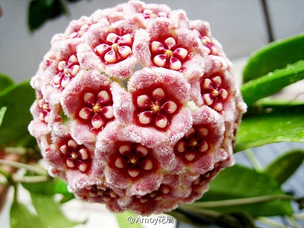 球兰 Hoya carnosa (L. ...