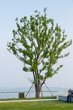 为什么要昵称呢采集到乔木（海绵城市）