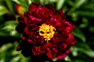芍药（学名：Paeonia lactiflora Pall.），别名将离、离草，属五桠果目，毛茛科[1]  芍药属多年生草本花卉。块根由根颈下方生出，肉质，粗壮，呈纺锤形或长柱形，粗0.6～3.5厘米。芍药花瓣呈倒卵形，花盘为浅杯状，花期5～6月，一般独开在茎的顶端或近顶端叶腋处，原种花白色，花瓣5～13枚。园艺品种花色丰富，有白、粉、红、紫、黄、绿、黑和复色等，花径10～30厘米，花瓣可达上百枚。果实呈纺锤形，种子呈圆形、长圆形或尖圆形。芍药被人们誉为“花仙”和“花相”，且被列为“六大名花”之一，又被称