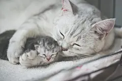 点击来源直接获取大图文件 |美国短毛猫亲吻她的小猫