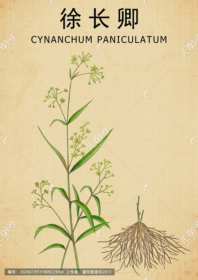 徐长卿徐长卿插画手绘徐长卿竹叶细辛药材医草手绘值物花草手绘中草药