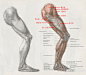 [转载]下肢结构分析