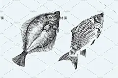 黑白素描海洋生物章鱼螃蟹贝壳海星鱼龙虾线稿图ai矢量素材ai230-淘宝网