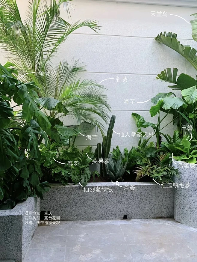 低维护｜清凉热带风植物搭配分享-花瓣网
