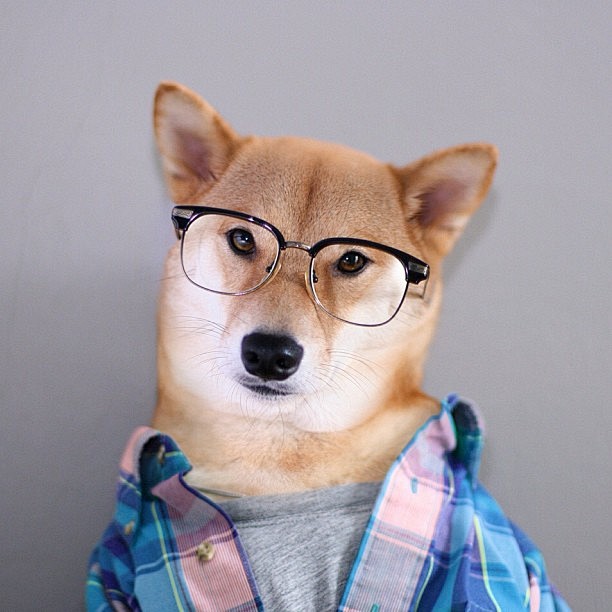 宠物 小狗 狗狗 可爱 金毛 秋田犬  ...