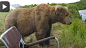 Man Relaxing In Camping Chair Gets Big Shock When A Bear Decides To Sit Next To Him