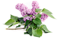 高清晰植物紫薇花