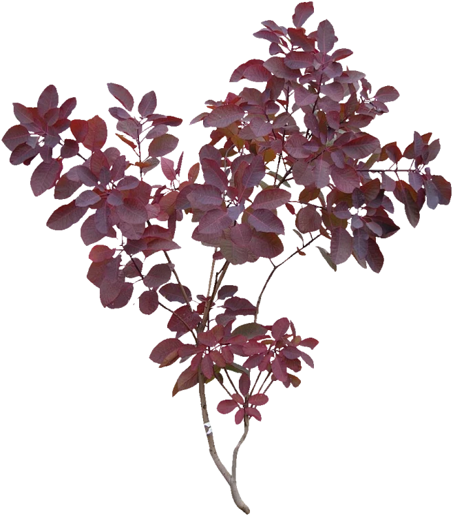 黄栌07-花瓣网