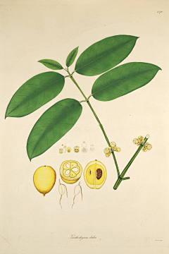 鹰与书采集到植物插画