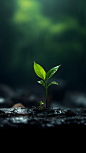 孤独新鲜小草雨天绿色植物黑暗丛林背景