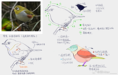 朝日青采集到动物画法参考·鸟类与其他
