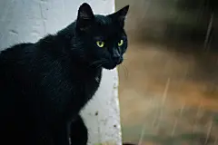 点击来源直接获取大图文件 |Black big cat with green eyes. Stray animals. Under rain