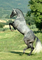 The most beautiful horse breed to me: Holsteiner- a german warmblood. Someday this hot boy'll be mine <3: