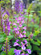 花开花落花无悔，缘来缘去缘如水。
花谢为花开，花飞为花悲。
花悲为花泪，花泪为花碎。
花舞花落泪，花哭花瓣飞。
花开为谁谢，花谢为谁悲。