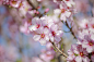 sakura-6933787_1280
