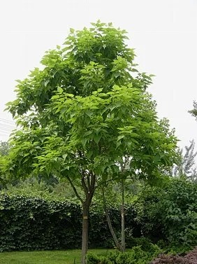 梓树