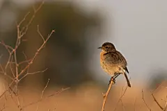 免費 分公司, 動物攝影, 壁紙 的 免費圖庫相片 圖庫相片