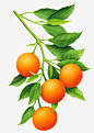 一串橙子橙叶图案高清素材 一串水果图案 摘橙子 新鲜橙子 柠檬橙子 橙叶 橙子 橙子图片 橙子果园 橙子树 橙子水果 橙子熟了 橙子特写 橙子素材 水果橙子 美味橙子 赣南脐橙 高清橙子 免抠png 设计图片 免费下载