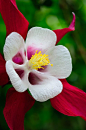 ~~Red Columbine - Aquilegia canadensis by Matthew Graham~~