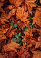 autumn color Landscape Nature Travel