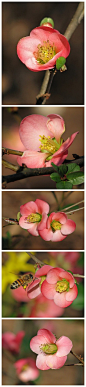 贴梗海棠，花梗极短，花朵紧贴在枝干上，故名。花色多样，有朱红、桃红、月白等颜色，有些品种的颜色粉白相间。果实可入药，有舒筋活络、祛风止痛的作用。另外它对空气中的臭氧比较敏感，可作为环境监测植物。(photos by  Vicki's Nature)