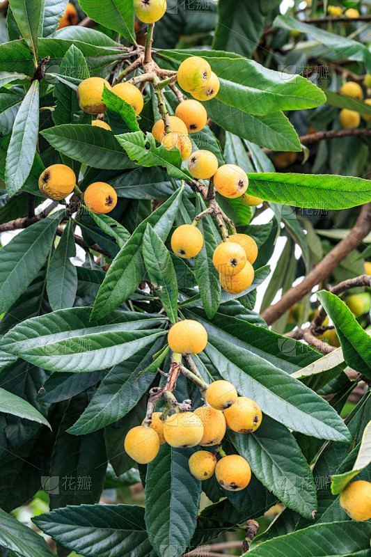 枇杷,水果,熟的,垂直画幅,无人,维生素,户外,特写,农作物,植物