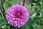 General 3216x2136 flowers dahlias pink flowers plants