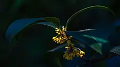 桂花植物电脑壁纸桌面