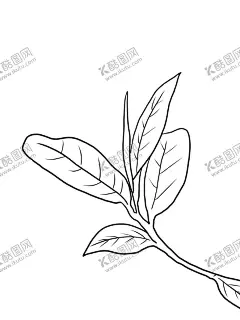 茶叶 【酷图网】茶叶,茶,茶插画,茶手绘,茶图片,手绘,红茶,白茶,绿茶,黑茶,乌龙茶,黄茶,叶子,树叶