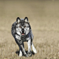 wolf-canis-lupus-running-towards-camera-richard-wear.jpg (900×900)