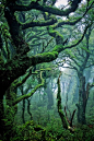 A rainforest in Waikaremoana, New Zealand

Photo by Chris Gin