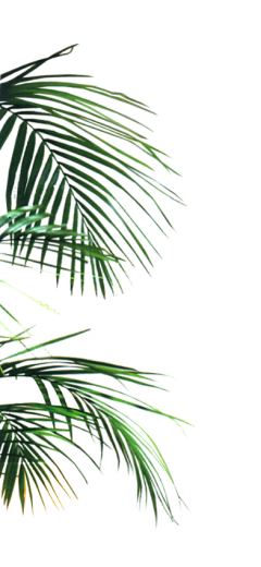 时光§璃月采集到绿植素材