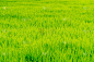 稻田