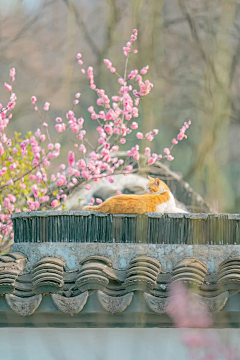 南鸢北笙采集到萌宠