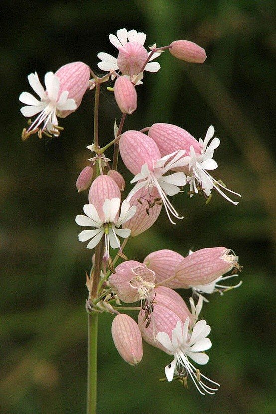 剪秋罗
Pink Campion