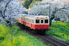 Vase采集到Tram