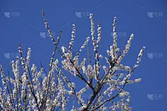 春天开花的树。杏花的传粉。花园里盛开的野杏