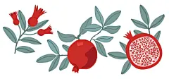 Set of pomegranate fruits and seeds illustration on white background. Jpeg in high resolution for floral design vector