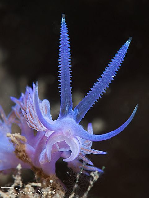 nudibranch: 