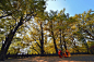 位于四川省雅安市名山区蒙顶山的十二颗千年银杏树，为全国规模最大的古银杏种群，不可复制，也印证了蒙顶山历史悠久，极具观赏价值和生物研究价值。是西南地区一大景观，更是蒙顶山主要景点之一。