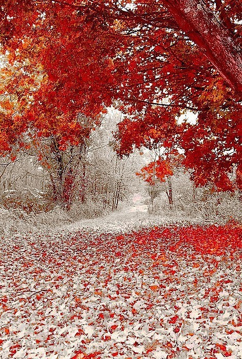 明尼苏达州德卢斯的第一场雪，梦幻般的场景...