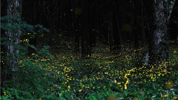 森林中的萤火虫